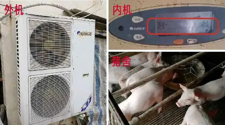 99头猪一夜死亡！现代化养猪场“摒弃”这些反而安全节能-生猪养殖正常死亡率是多少