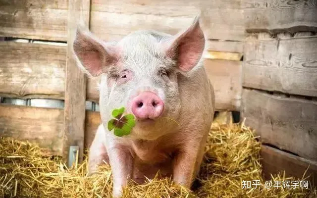 警惕！近期有猪场生猪突发死亡，病死率100%，究竟啥原因？-生猪死亡率在多少范围内正常