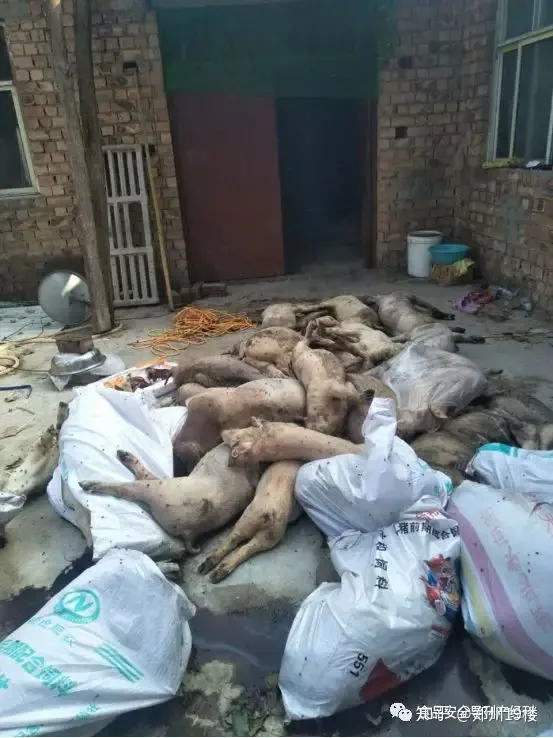 数百头猪崽死亡 养殖户崩溃心寒 谁之过？-规模猪场仔猪正常死亡率