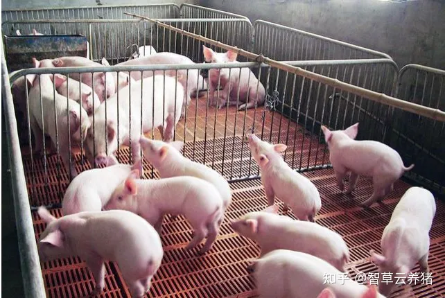 引起猪猝死常见疾病有哪些？-猪猝死的疾病是什么