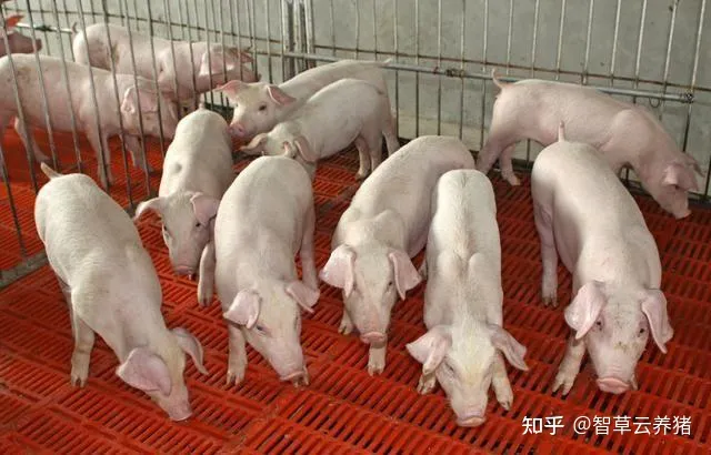 引起猪猝死常见疾病有哪些？-猪猝死的疾病是什么