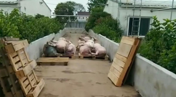 猪场断电无人值守，数百头猪被热死，网友：都怪猪价低！死猪咋办-猪场停电千头猪死亡