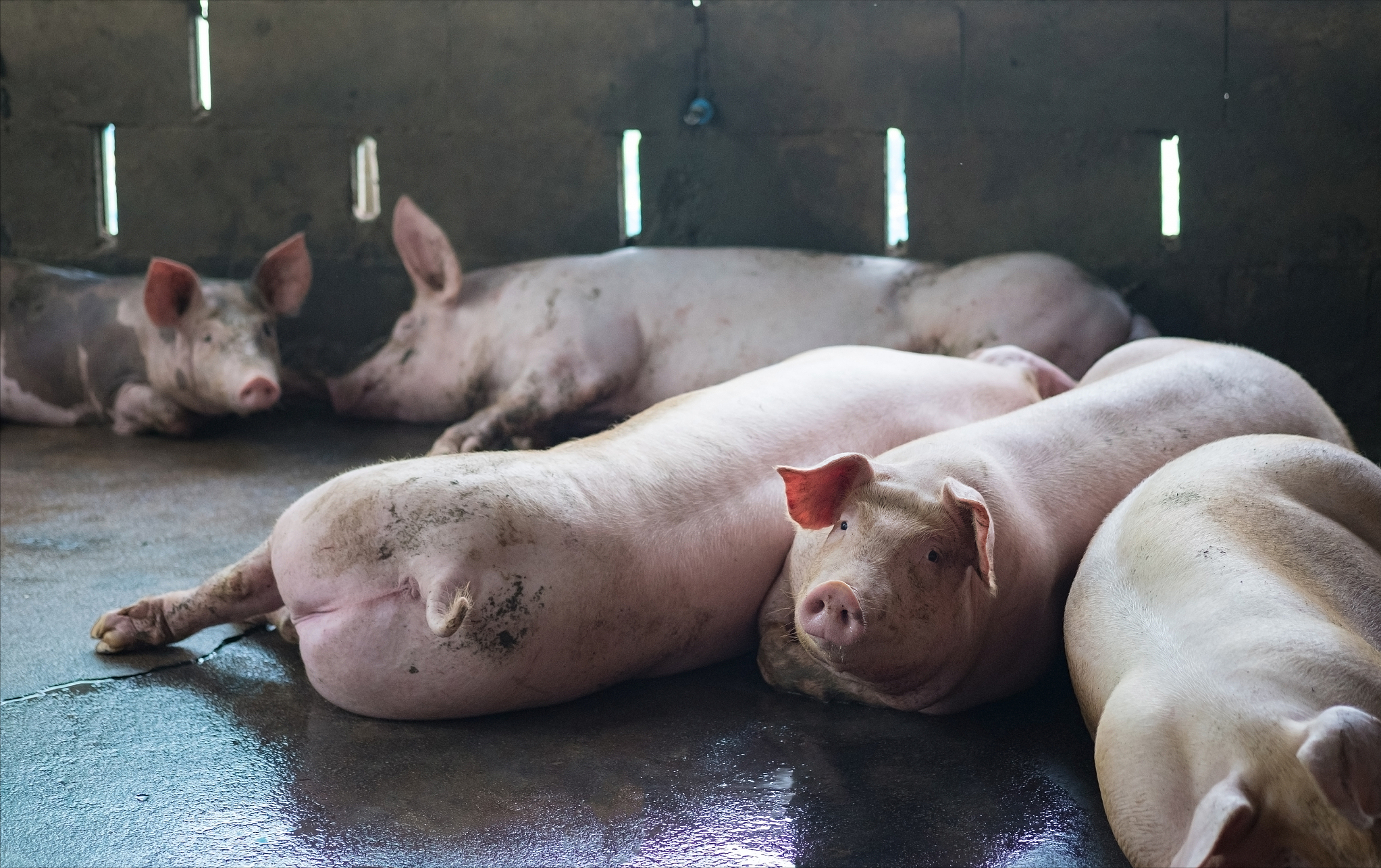 猪场断电无人值守，数百头猪被热死，网友：都怪猪价低！死猪咋办-猪场停电千头猪死亡