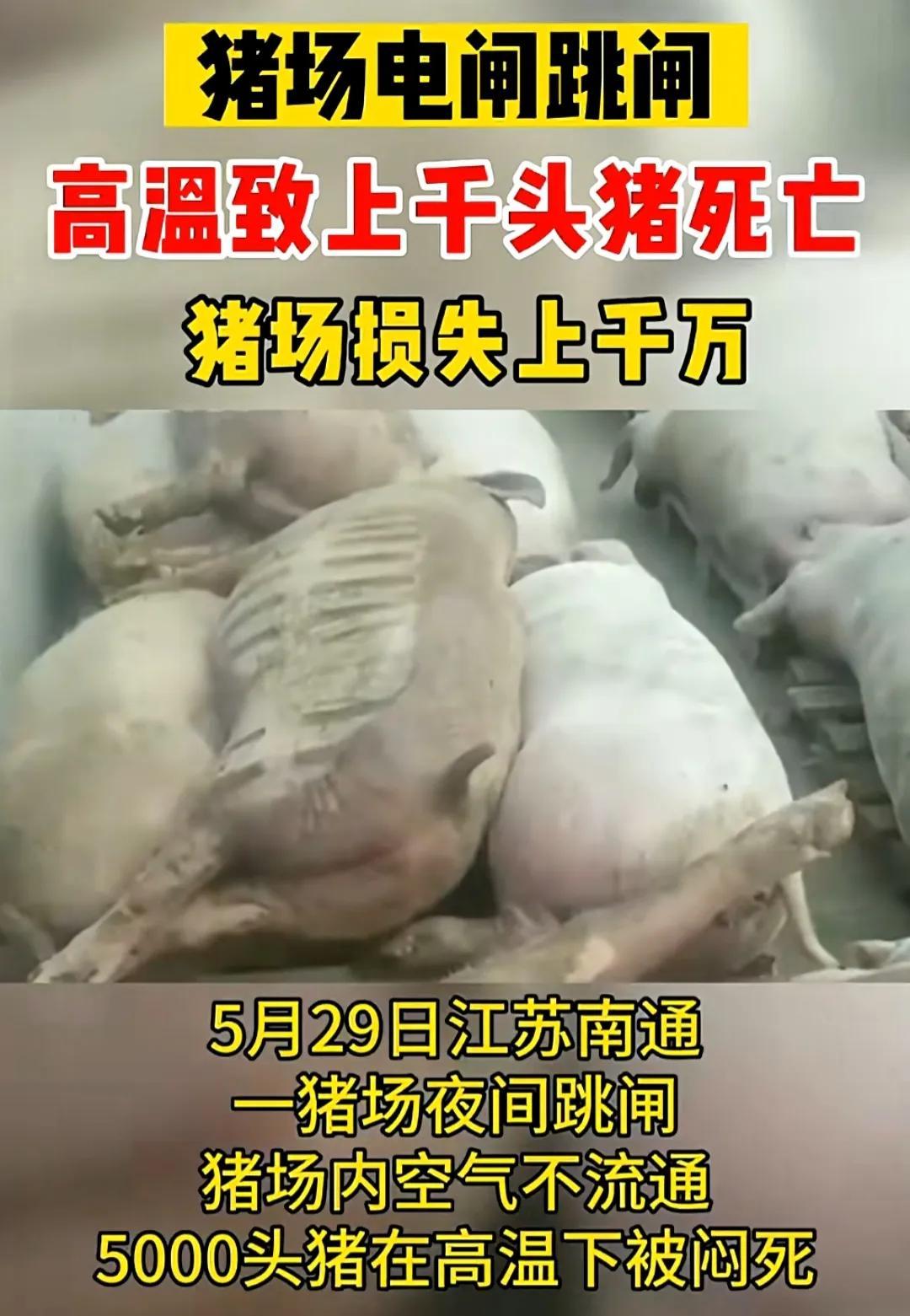 江苏一猪场跳闸，数百头猪一夜热死！老板被质疑因猪价低拉闸骗保-猪场跳蚤比较多,用什么药好使