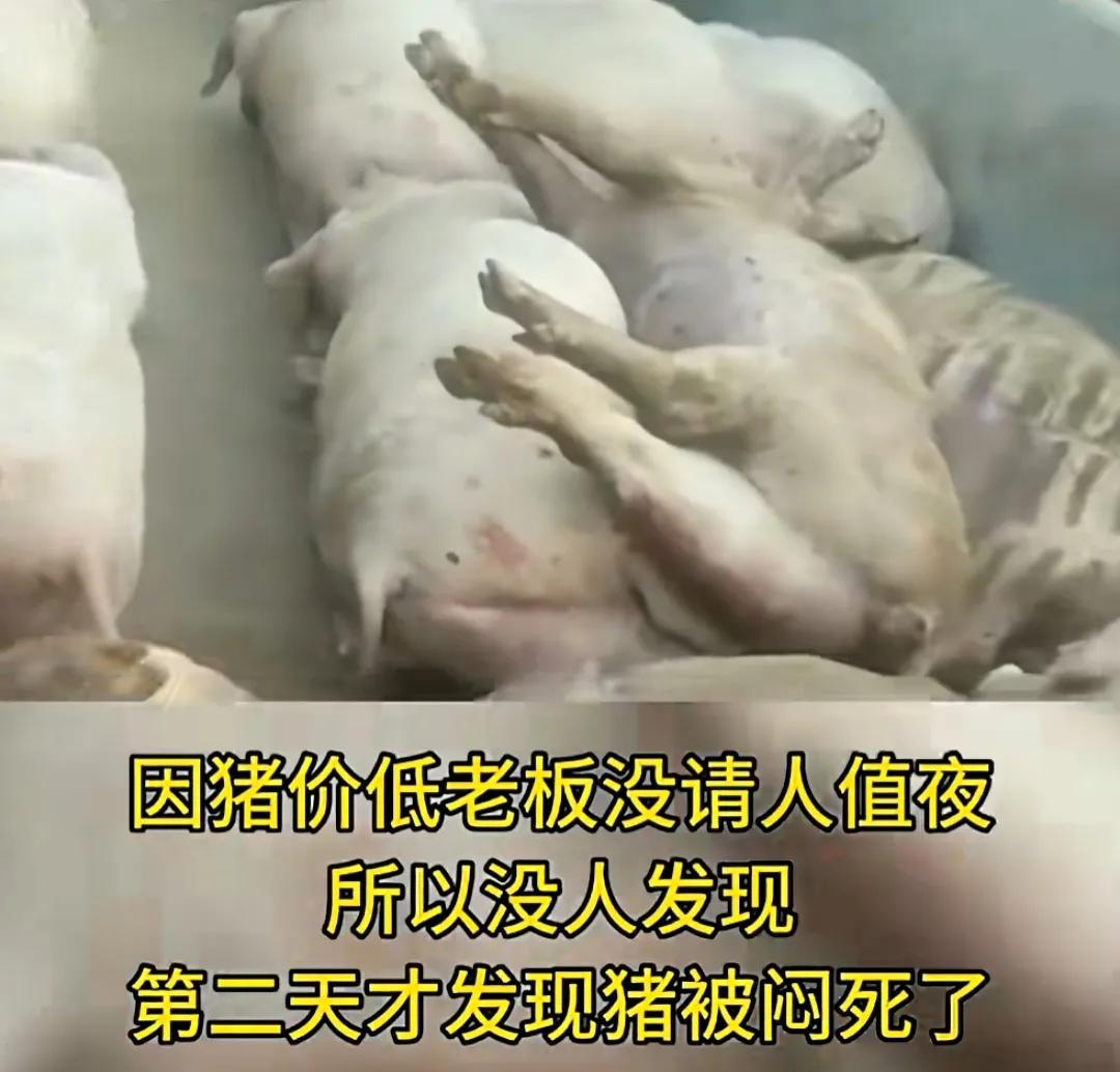 江苏一猪场跳闸，数百头猪一夜热死！老板被质疑因猪价低拉闸骗保-猪场跳蚤比较多,用什么药好使