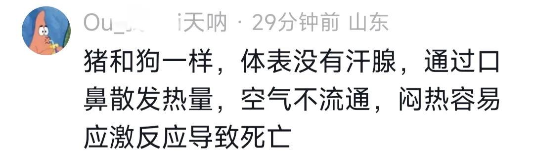 江苏一猪场跳闸，数百头猪一夜热死！老板被质疑因猪价低拉闸骗保-猪场跳蚤比较多,用什么药好使