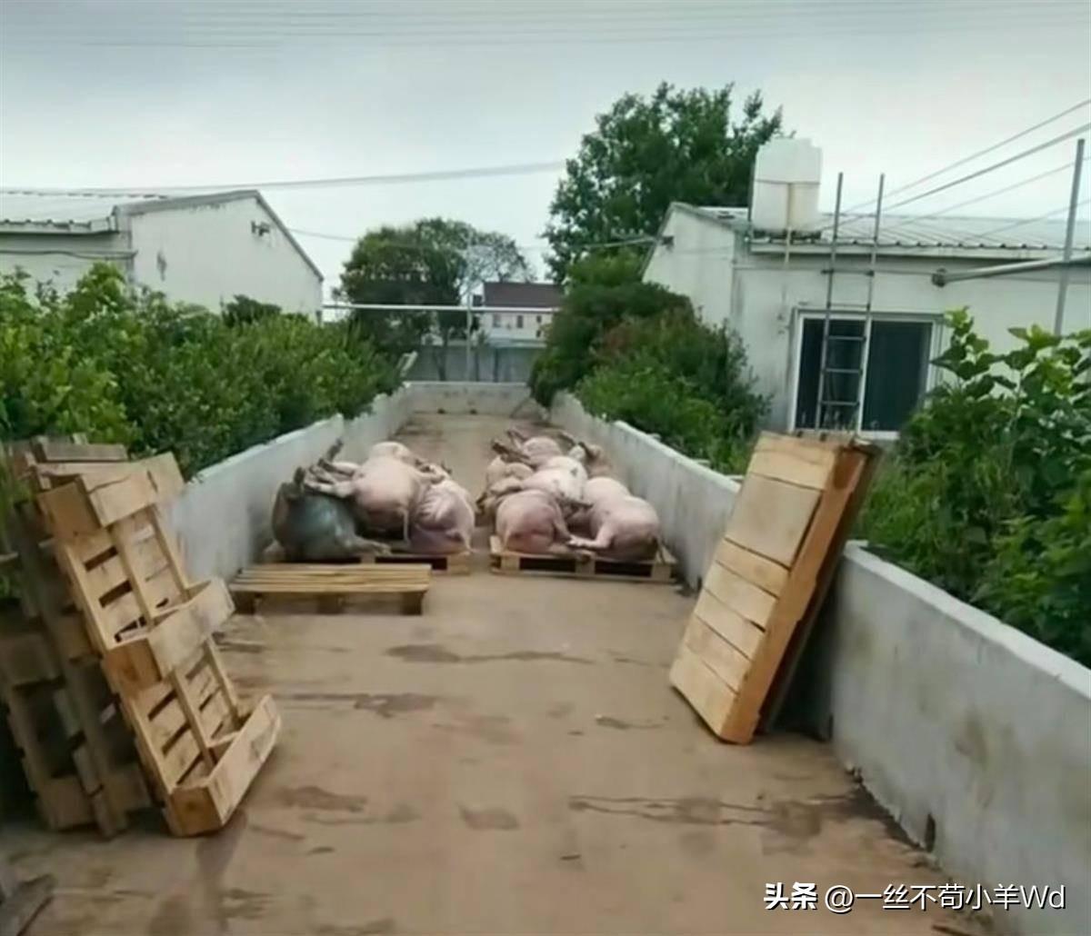 养殖场回应“断电数千头猪被热死”：没死那么多，已联系保险理赔-猪舍停电