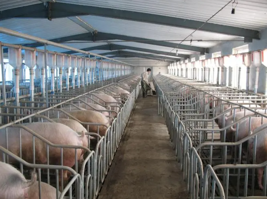 村支书断水断电，180头猪全死在养猪场，派出所：罚款500-4个养猪场被冲毁6000头死猪漂浮水面 村干部手写求助信