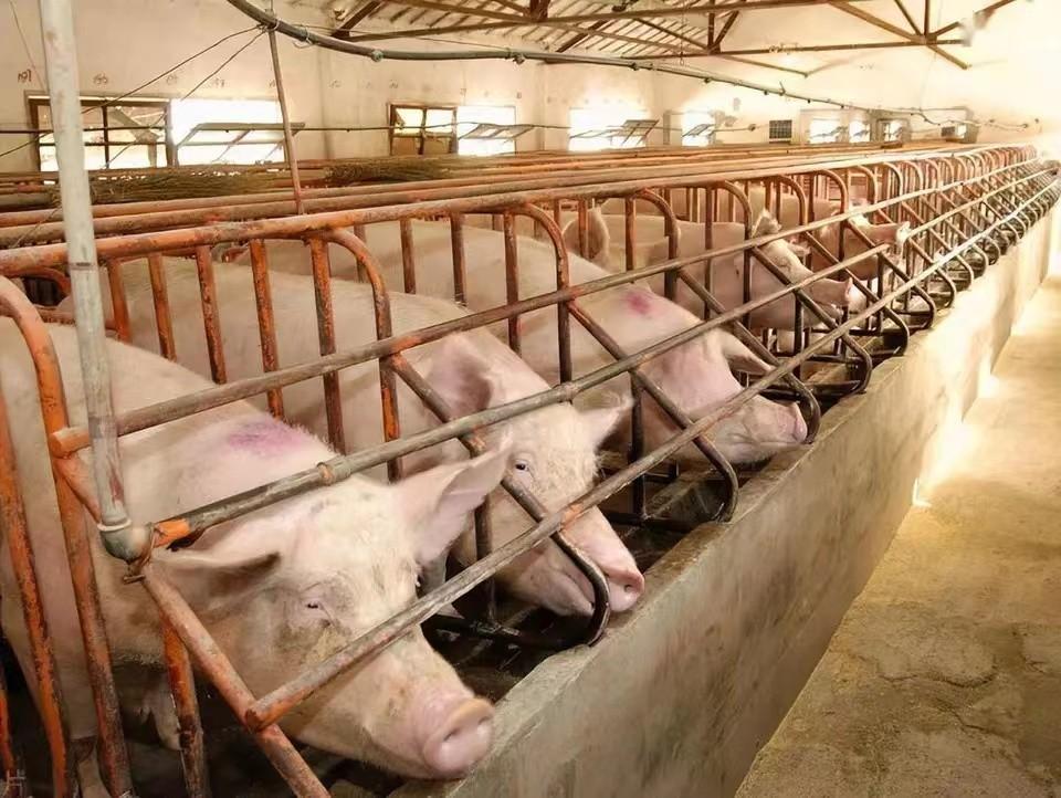 村支书断水断电，180头猪全死在养猪场，派出所：罚款500-4个养猪场被冲毁6000头死猪漂浮水面 村干部手写求助信