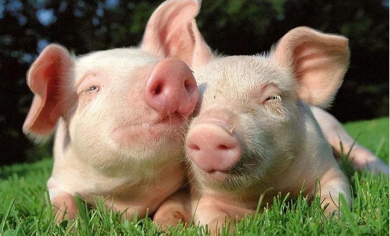 村支书断水断电，180头猪全死在养猪场，派出所：罚款500-4个养猪场被冲毁6000头死猪漂浮水面 村干部手写求助信