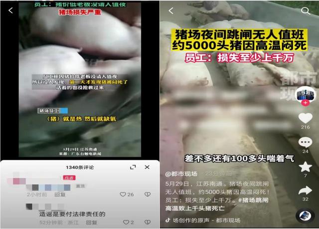 猪场跳闸致上千头猪死亡？南通警方辟谣：实为近300头，编造谣言者被处罚-猪场突然死亡的九大疾病