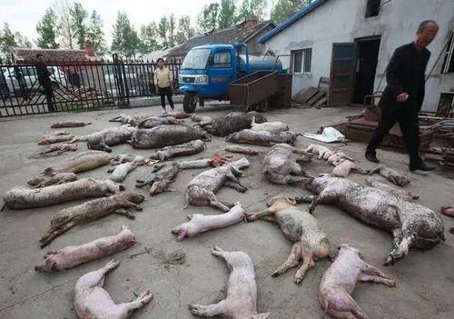 疯传！猪场跳闸断电，上千头猪在高温下被烤熟，养猪场损失惨重！-猪场停电2小时猪会死吗