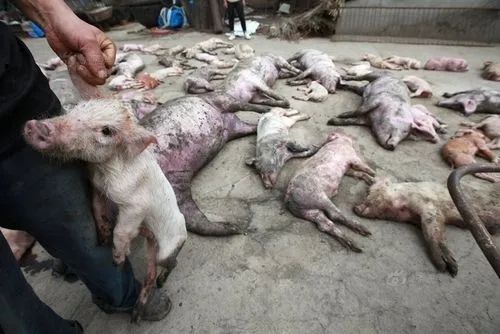 疯传！猪场跳闸断电，上千头猪在高温下被烤熟，养猪场损失惨重！-猪场停电2小时猪会死吗