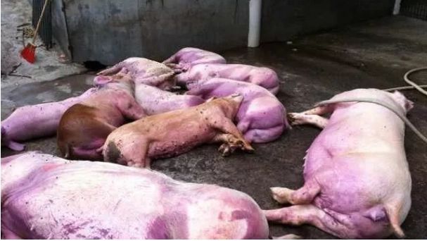 疯传！猪场跳闸断电，上千头猪在高温下被烤熟，养猪场损失惨重！-猪场停电2小时猪会死吗