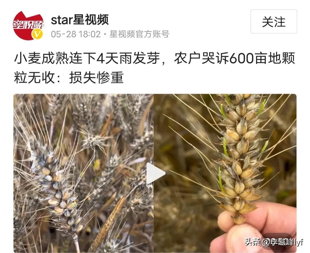 上百台收割机无法下高速？官方回应，网友：麦子发芽烂地里了！-2020年收割机可以上高速吗