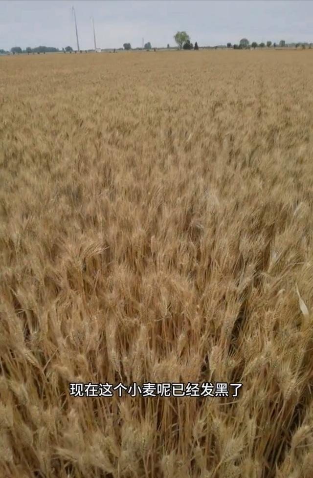 上百台收割机在南阳无法下高速延误收麦子？麦农：主要是因连续降雨-南阳 收割机 拖拉机 交易市场