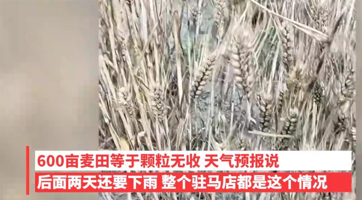 这边小麦因下雨发芽损失惨重，那边上百台收割机不让下高速，到底怎么了？-小麦收割前二十天下雨好不好