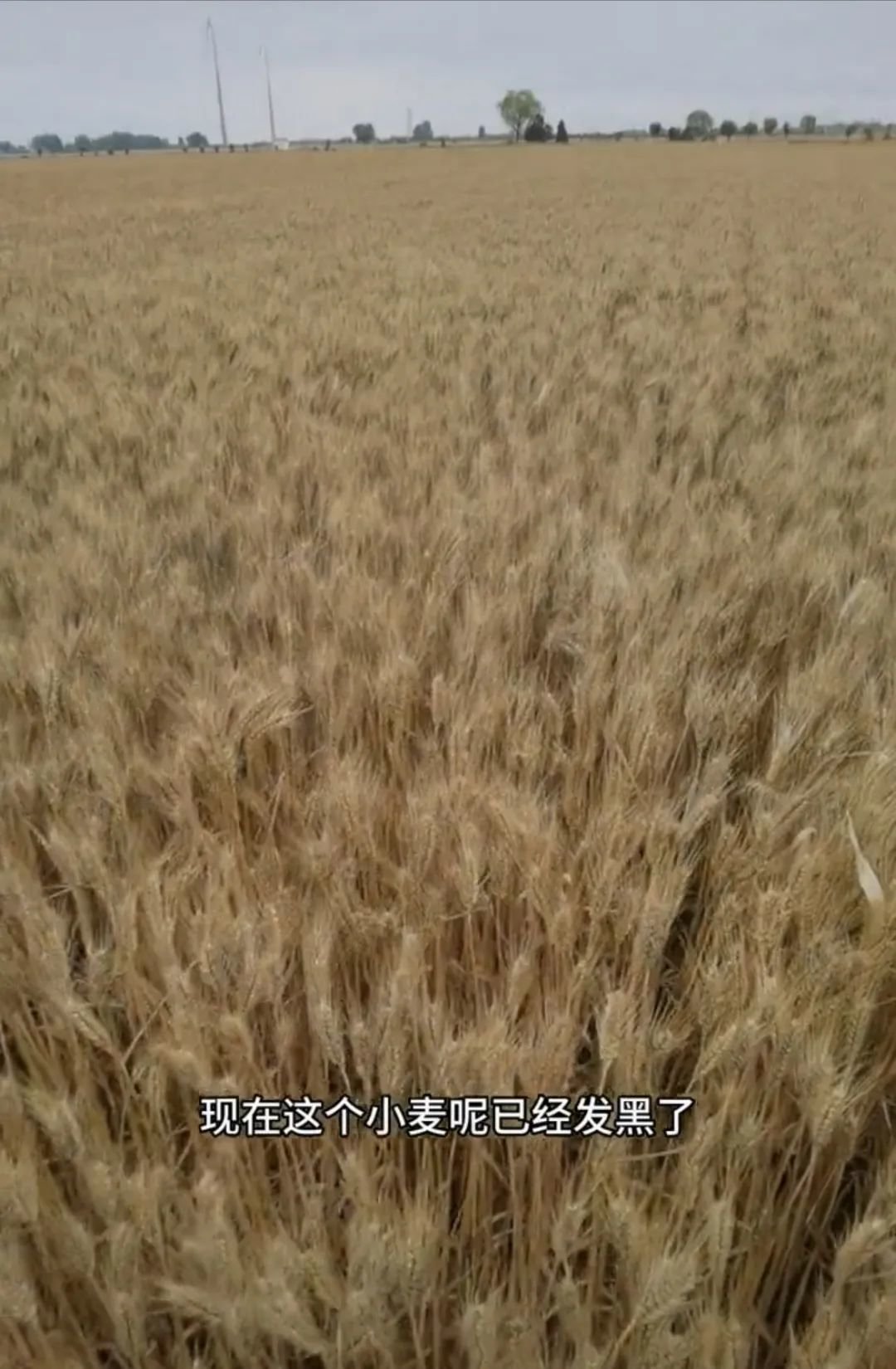 “上百台收割机无法下高速延误收麦子”？麦农回应-大型收割机收麦子