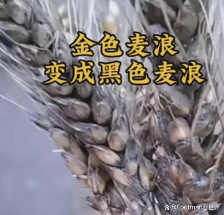 农机手在叫苦，河南主管部门在喊冤，孰是孰非？问题在这-河南农机网