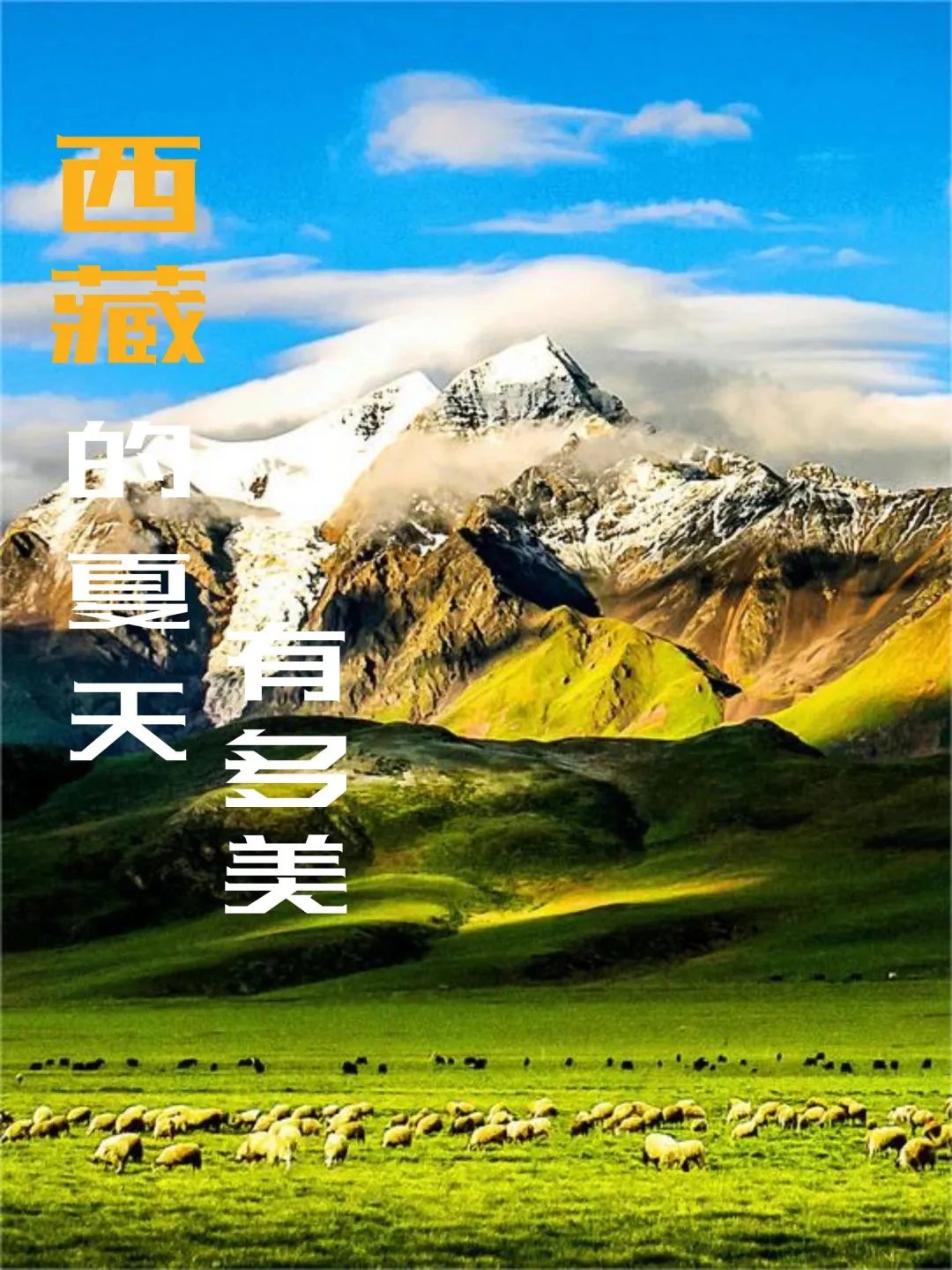 坐上了火车去拉萨，去看那最美的布达拉，这个夏天，一起去西藏！-哈尔滨到拉萨火车价格查询