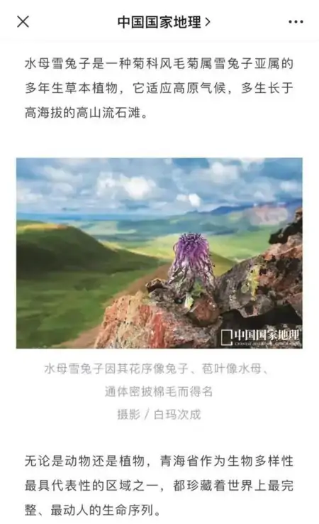 一生只开一次的花竟被摘下拍照，这是有多无知才会多无畏（一生只开一次的花比喻什么）