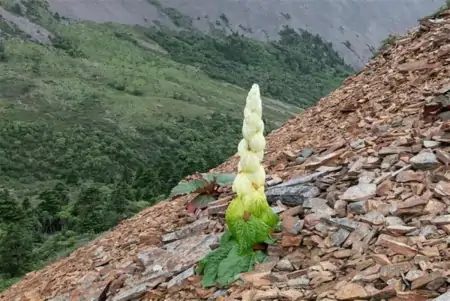 一生只开一次的花竟被摘下拍照，这是有多无知才会多无畏（一生只开一次的花比喻什么）