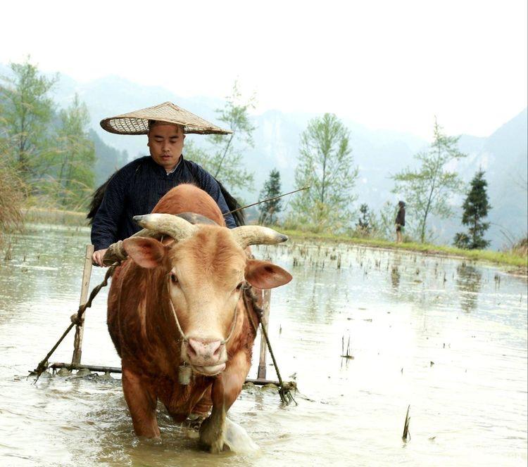 《村花》都是有故事的女人-村花是谁的外号 简历