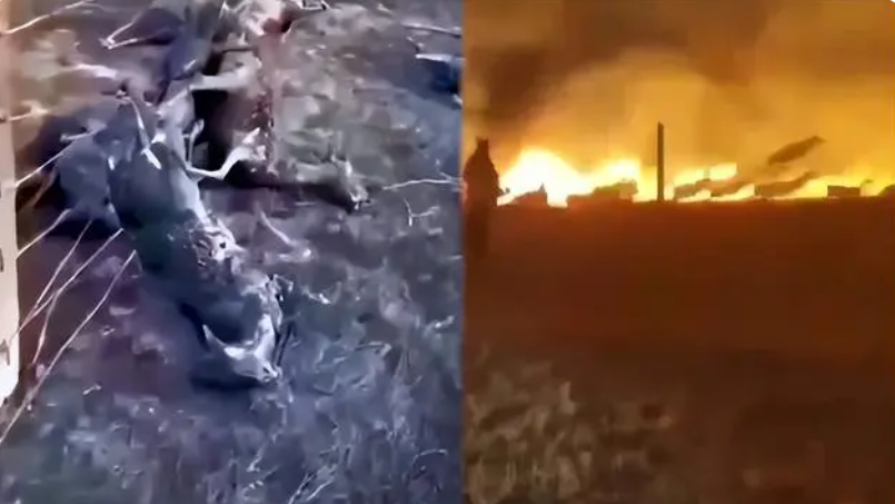 人类的牢笼，动物的地狱：大火中羊群死于边境网，劣猴入园遭群欺-牢笼里的人类图片