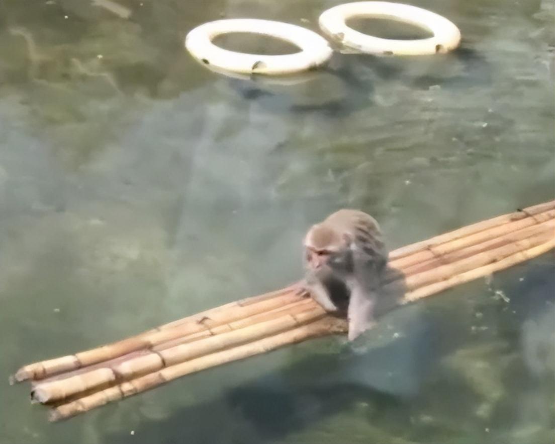 人类的牢笼，动物的地狱：大火中羊群死于边境网，劣猴入园遭群欺-牢笼里的人类图片