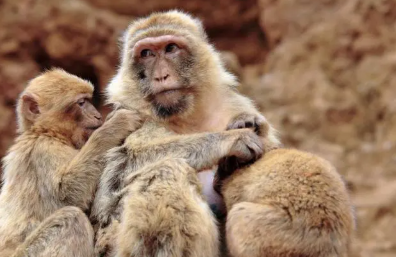 人类的牢笼，动物的地狱：大火中羊群死于边境网，劣猴入园遭群欺-牢笼里的人类图片