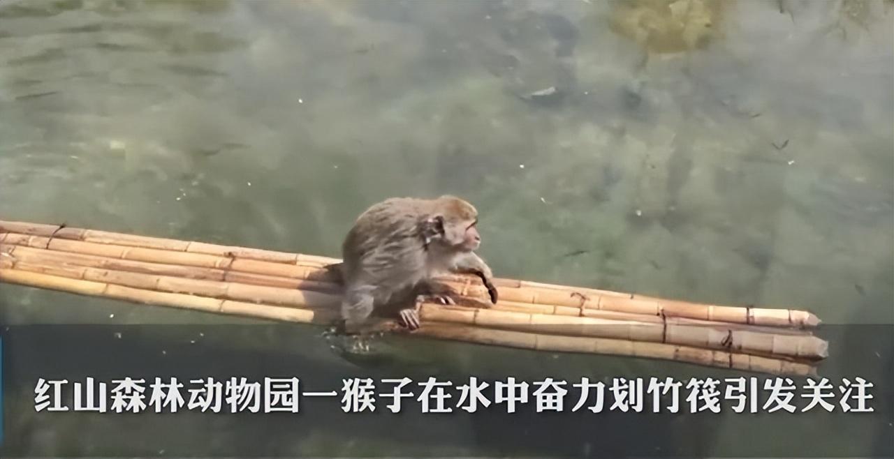 人类的牢笼，动物的地狱：大火中羊群死于边境网，劣猴入园遭群欺-牢笼里的人类图片