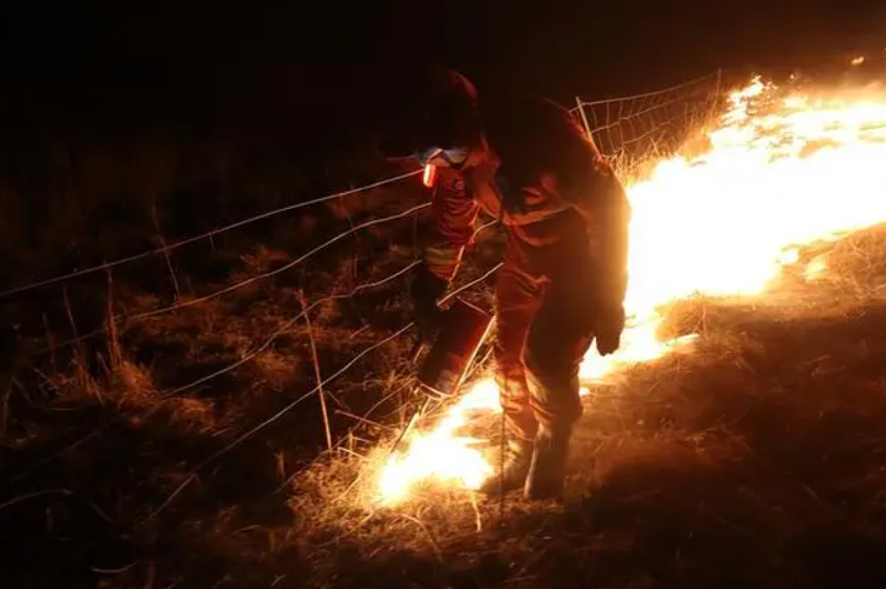 人类的牢笼，动物的地狱：大火中羊群死于边境网，劣猴入园遭群欺-牢笼里的人类图片