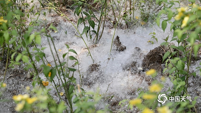 北京天气温暖 杨柳絮纷飞-北京的天气晴朗炎热英文