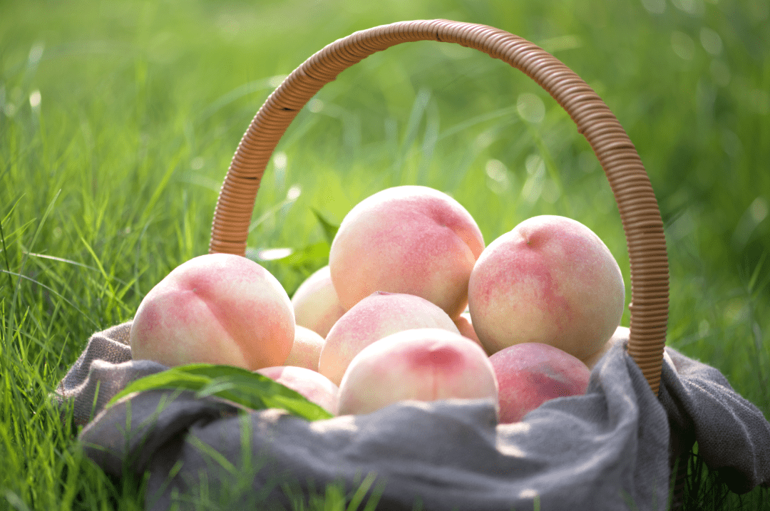 阳山白凤桃，即将上市！-阳山和白凤哪个好吃一点