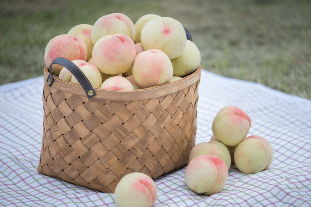 阳山白凤桃，即将上市！-阳山和白凤哪个好吃一点