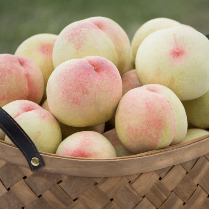 阳山白凤桃，即将上市！-阳山和白凤哪个好吃一点