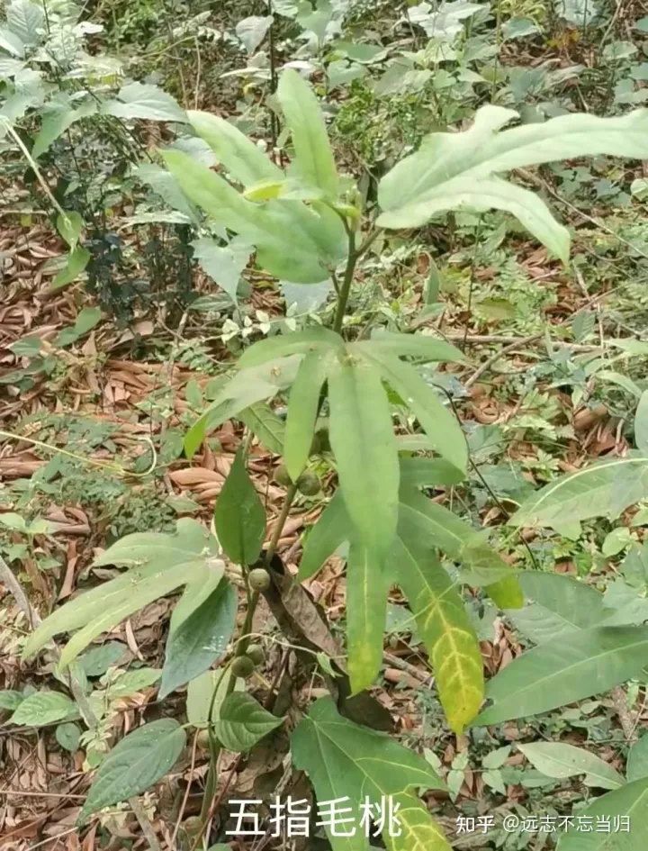 五指毛桃的功效和作用：既可入药，又可煲汤-五指毛桃的功效和禁忌