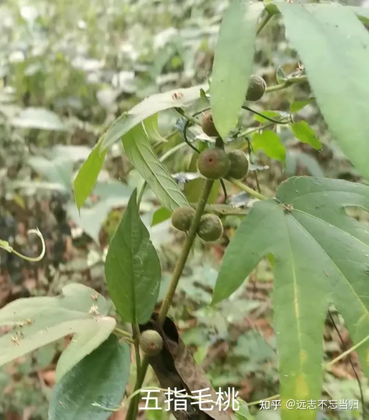 五指毛桃的功效和作用：既可入药，又可煲汤-五指毛桃的功效和禁忌