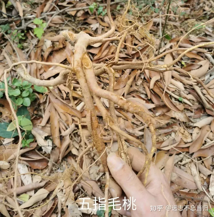 五指毛桃的功效和作用：既可入药，又可煲汤-五指毛桃的功效和禁忌