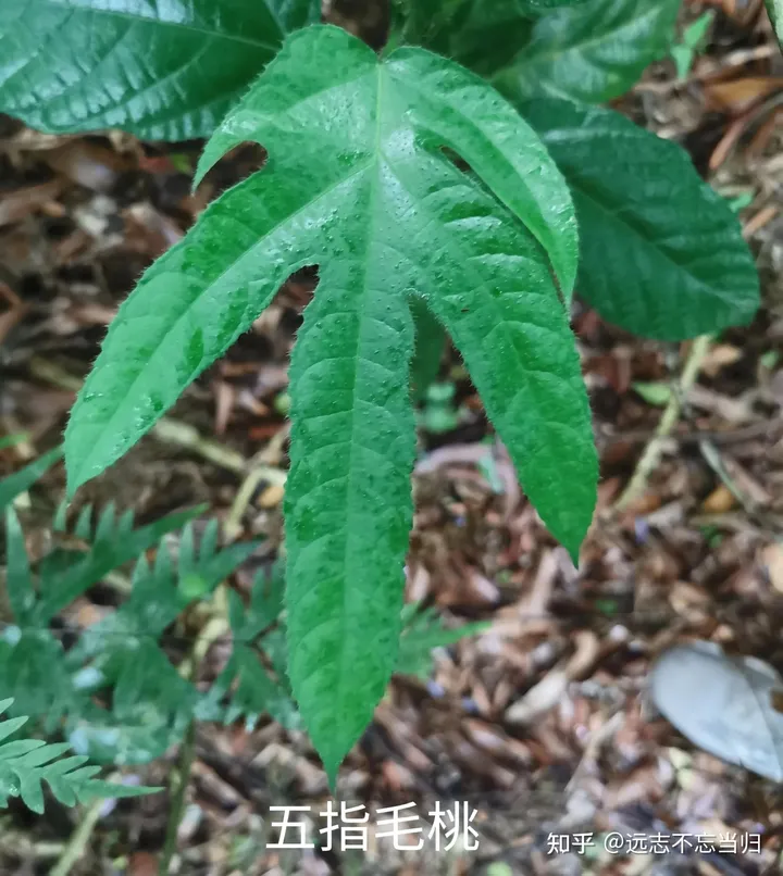 五指毛桃的功效和作用：既可入药，又可煲汤-五指毛桃的功效和禁忌