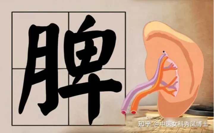 五指毛桃不是桃，红豆薏米不祛湿，40年老药师帮你避开祛湿的坑！-五指毛桃赤小豆薏米煲猪骨