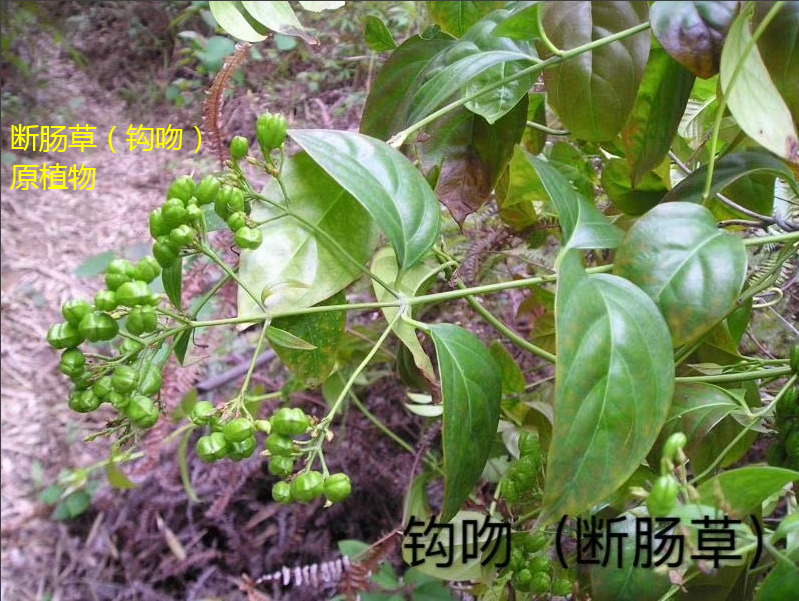 饮“五指毛桃汤”后中毒晕眩？警惕混入这东西，有致命危险-五指毛桃汤禁忌