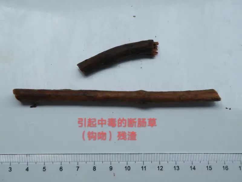 饮“五指毛桃汤”后中毒晕眩？警惕混入这东西，有致命危险-五指毛桃汤禁忌