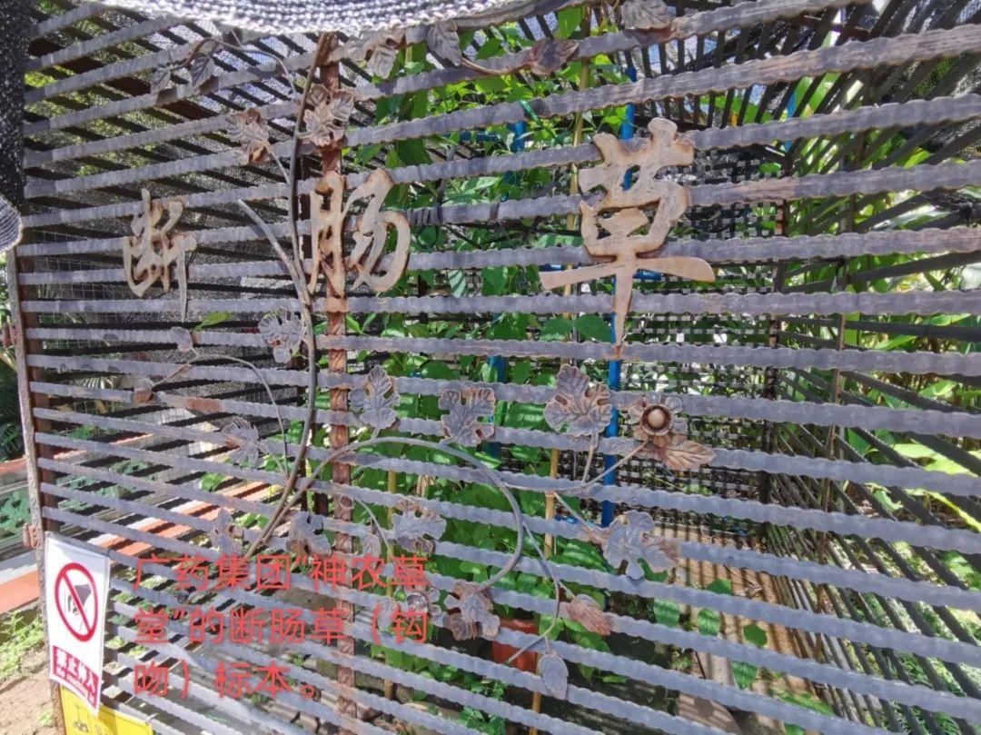 饮“五指毛桃汤”后中毒晕眩？警惕混入这东西，有致命危险-五指毛桃汤禁忌