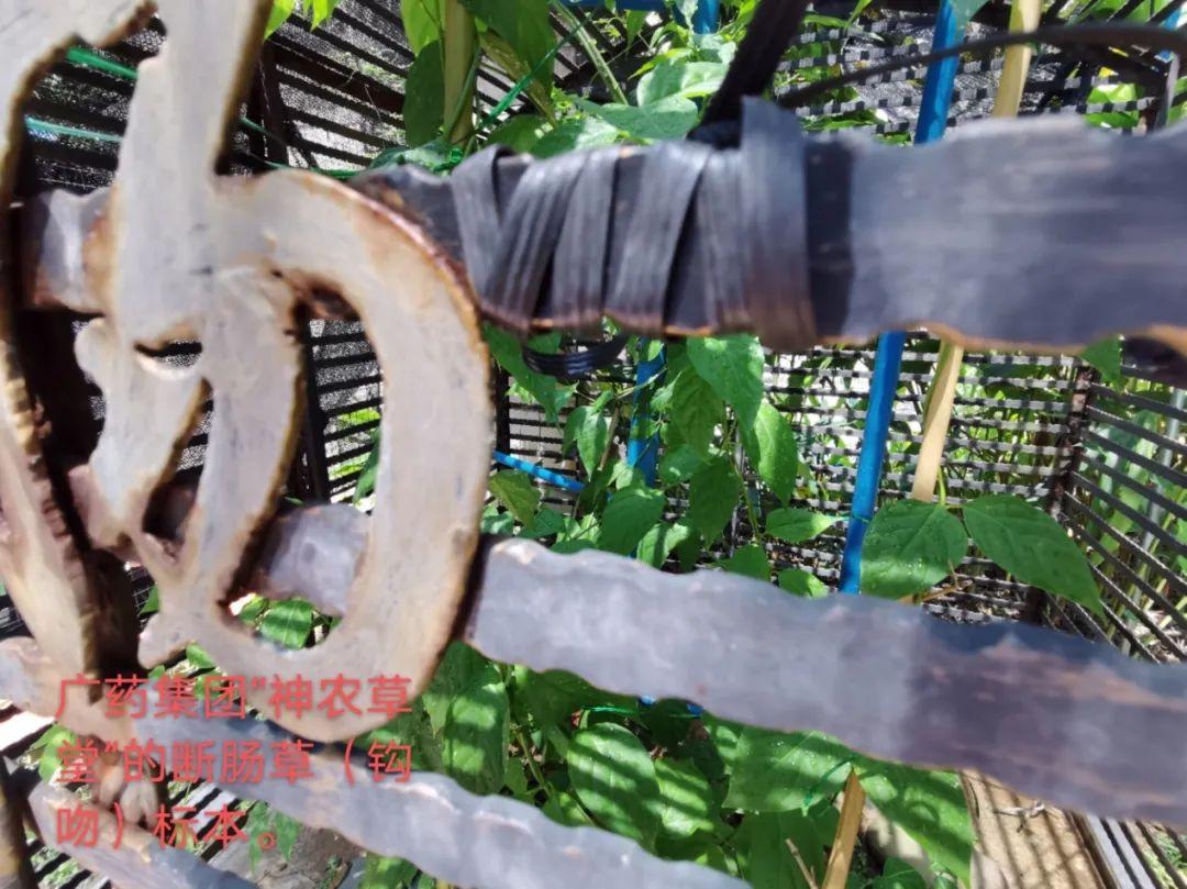 饮“五指毛桃汤”后中毒晕眩？警惕混入这东西，有致命危险-五指毛桃汤禁忌