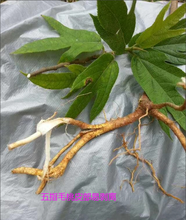 饮“五指毛桃汤”后中毒晕眩？警惕混入这东西，有致命危险-五指毛桃汤禁忌