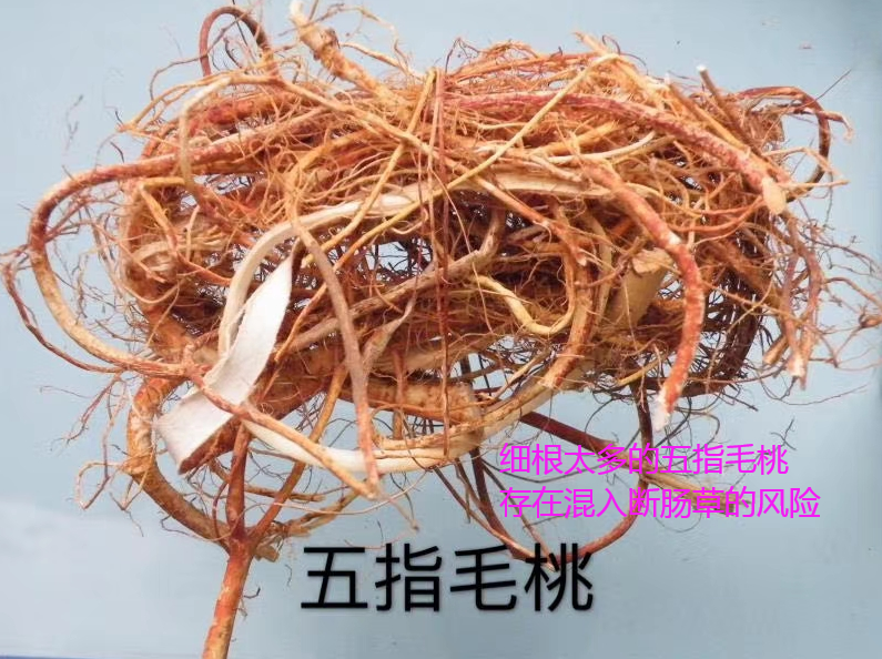 饮“五指毛桃汤”后中毒晕眩？警惕混入这东西，有致命危险-五指毛桃汤禁忌