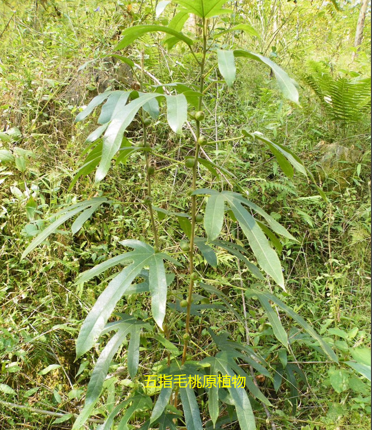 “五指毛桃汤”中毒致命？祸根在这里！街坊们请警惕-五指毛桃汤什么味道