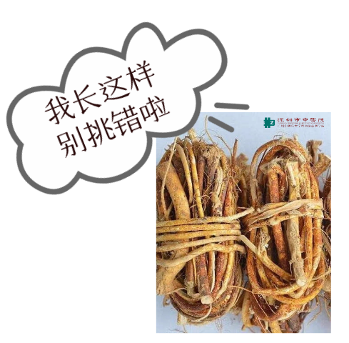 “五指毛桃汤”中毒致命？祸根在这里！街坊们请警惕-五指毛桃汤什么味道