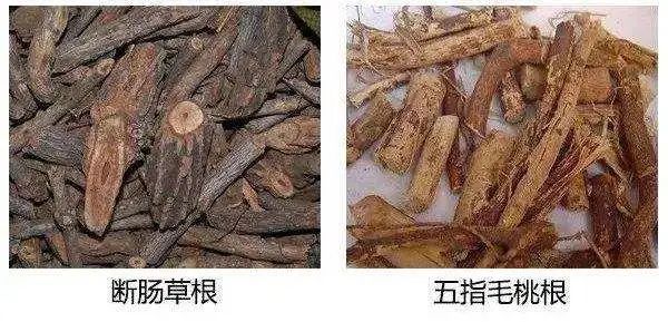 一锅鸡汤毒倒一群人！认清它：这种东西千万不要出现在餐桌上-熬了很多毒鸡汤